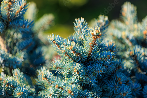 A close up of a tree with blue leaves and brown tips photo