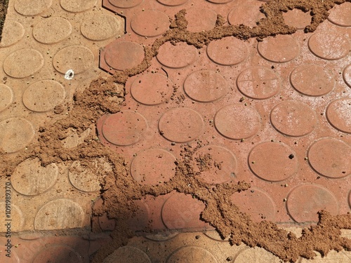 Termite nest on cement ground. Thousands of termites, insects and their larvae, which create amazing artworks on the ground.
 photo