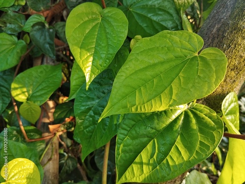 Piper betle or Betel leaves in the yard. It is a herbal plant that is often found in tropical areas such as Indonesia. photo