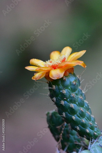 FLOR DE CACTUS