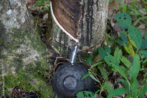 Milky latex extracted from rubber tree trunk photo