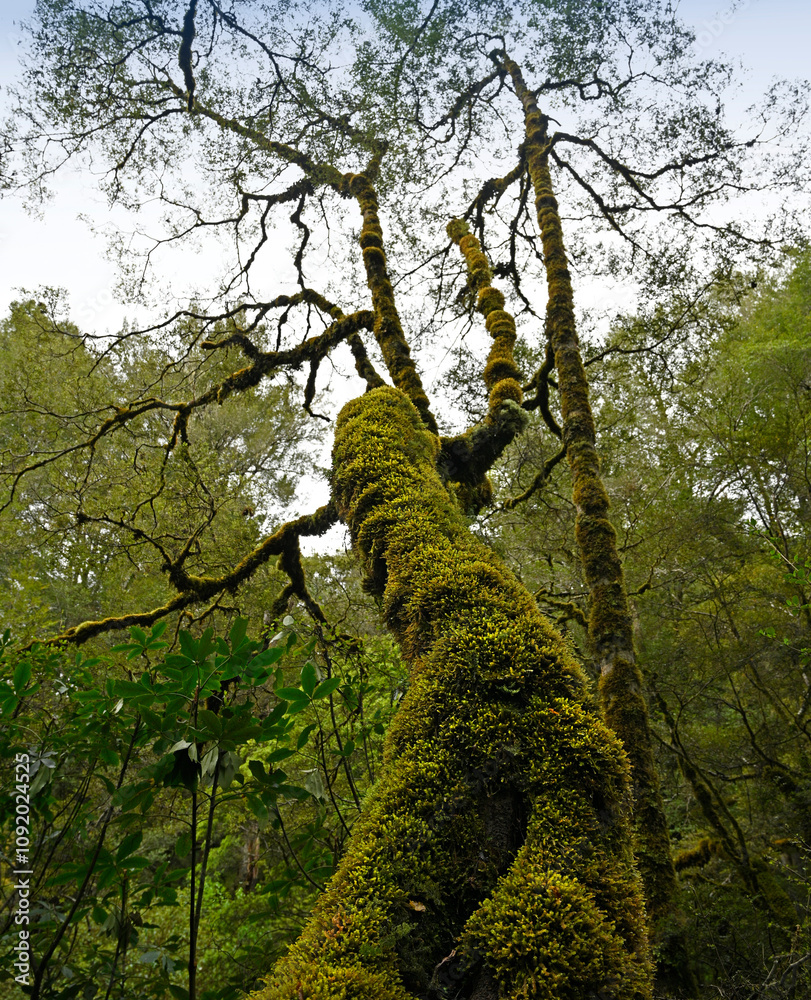 Fototapeta premium Moss on Trees over the stream in the Rahu Saddle, West Coast, New Zealand