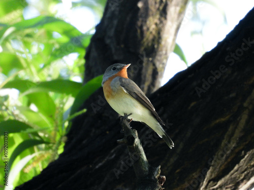 Red-breasted flycatcher in a park