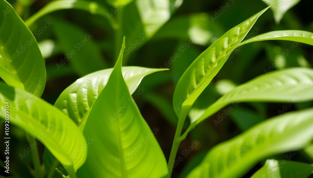 Obraz premium tea garden in the morning with cool weather