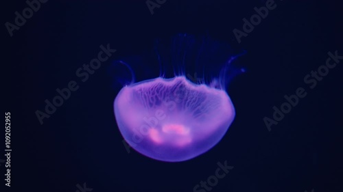 Purple jellyfish gracefully floats in a dark underwater setting. Slow motion. 