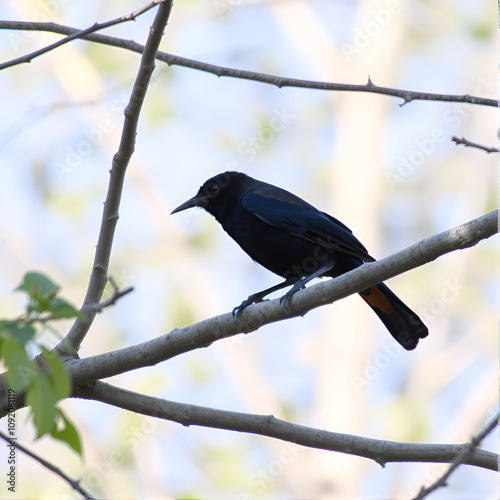 Common Grackle photo