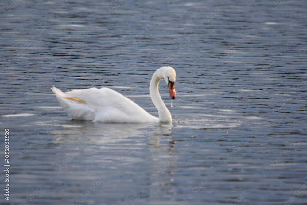Obraz premium Schwäne