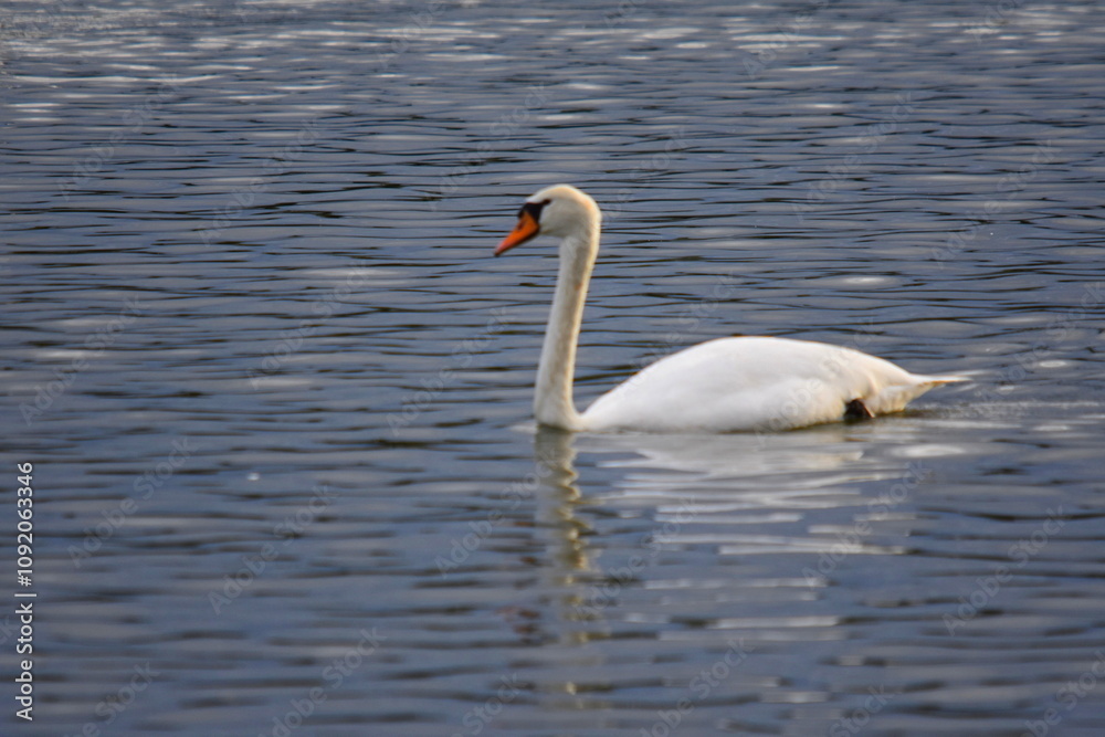 Obraz premium Schwäne
