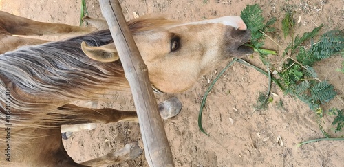 Foto Horse eating fern, Marwari Horse