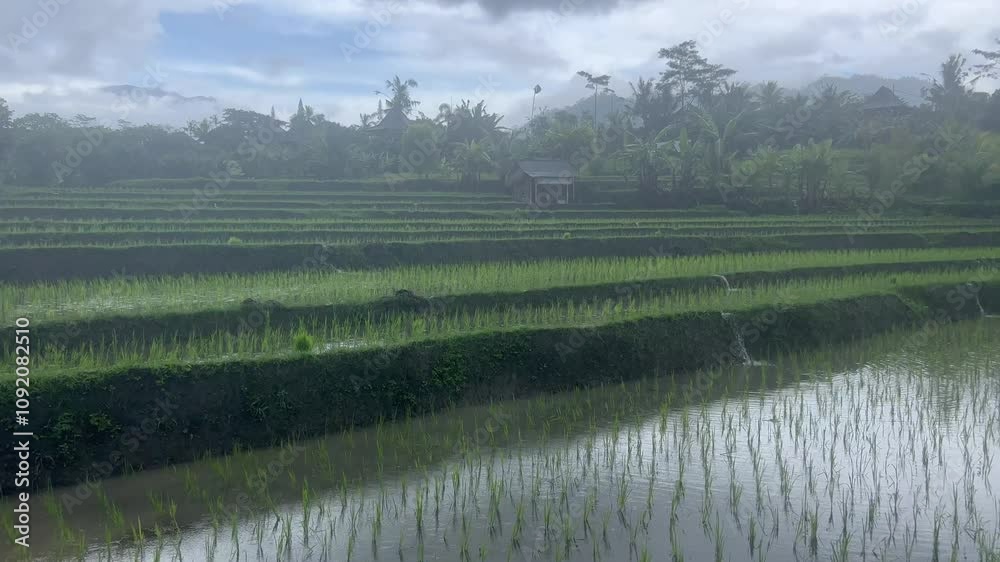 Rain pouring over the cultivated rice fields in the countryside, with vegetation in the background