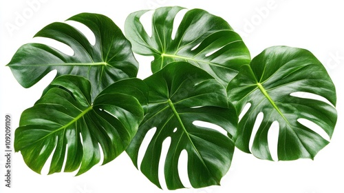 Four lush, green monstera leaves isolated on a white background.
