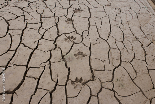Dry land and cracked ground background in a summer day