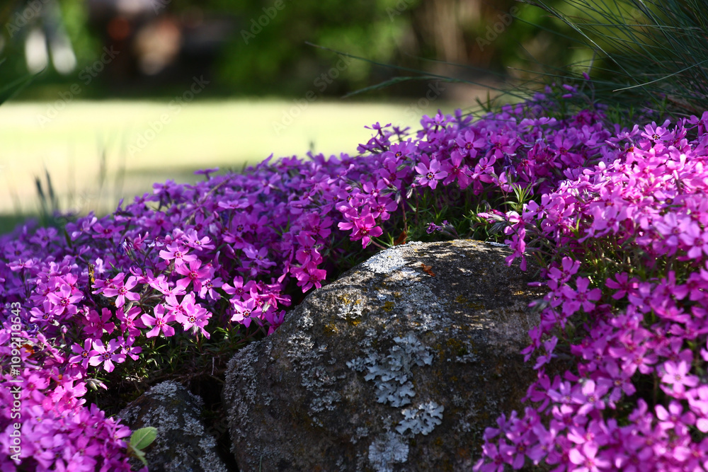 Obraz premium Over large stones the phlox subulata grows and blossoms in dark pink flowers.