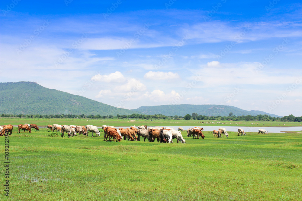 Fototapeta premium Natural pastures for raising animals