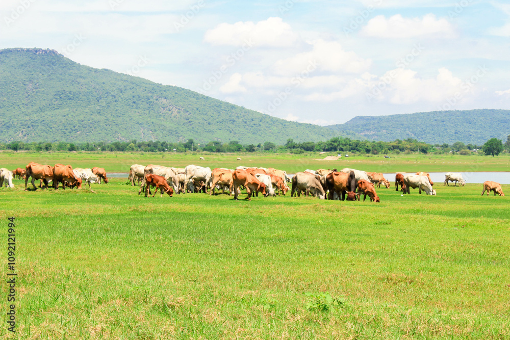 Fototapeta premium Natural pastures for raising animals