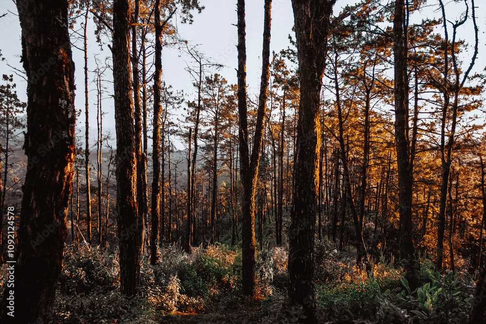 Fototapeta premium autumn in the forest