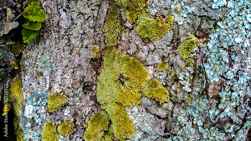 Lichens, algaes, mosses on tree bark surface textures photo