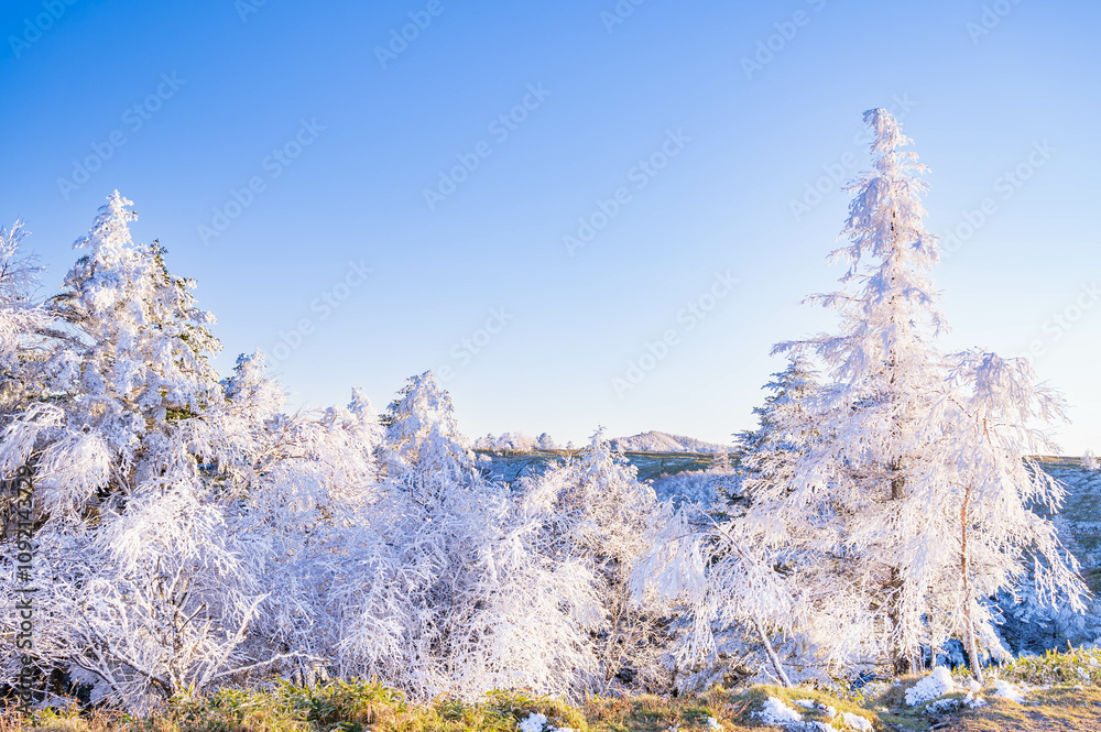 美ヶ原の樹氷と雪山