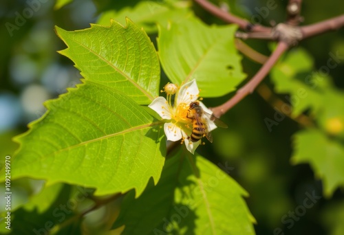 Ash Leaf Pollination The transfer of pollen between ash tree flo