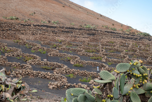 Volcanic landscape,La Geria, Lanzarote, Canary Islands, Spain, Europe. Wine area in the volcanic landscape with views of the volcano