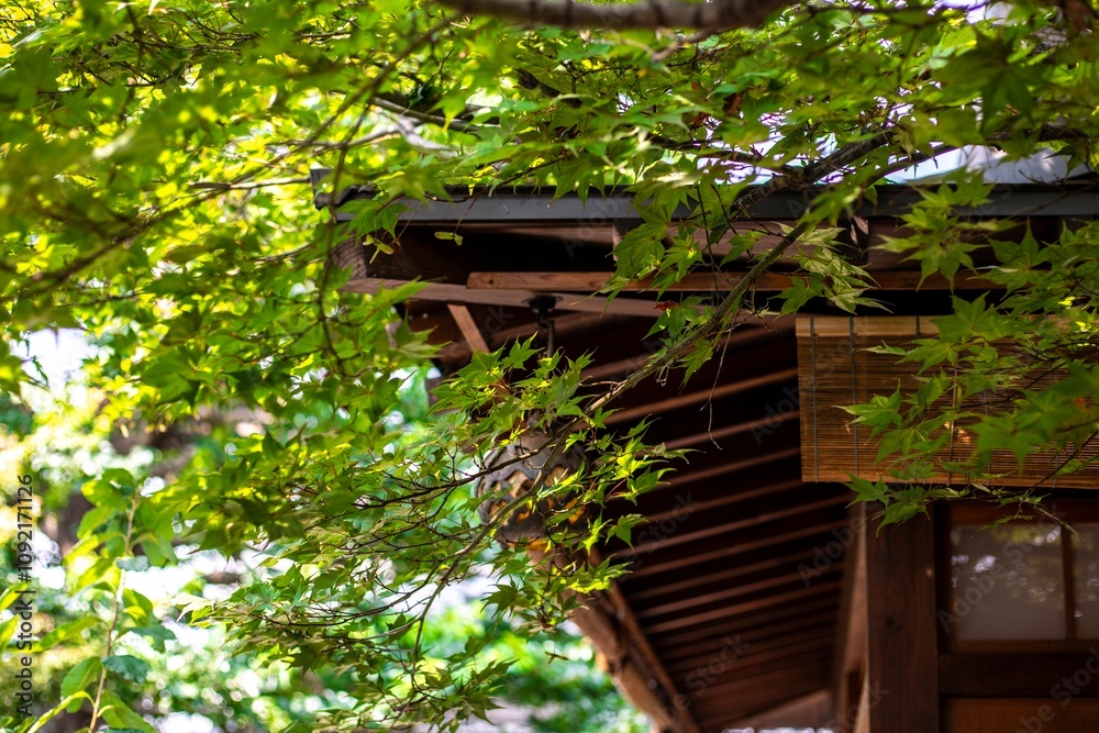 Naklejka premium The eaves of a traditional Japanese house shaded by lush green foliage.