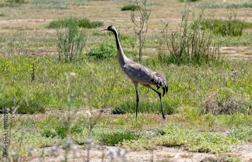 Common Crane (Grus grus) in a natural habitat