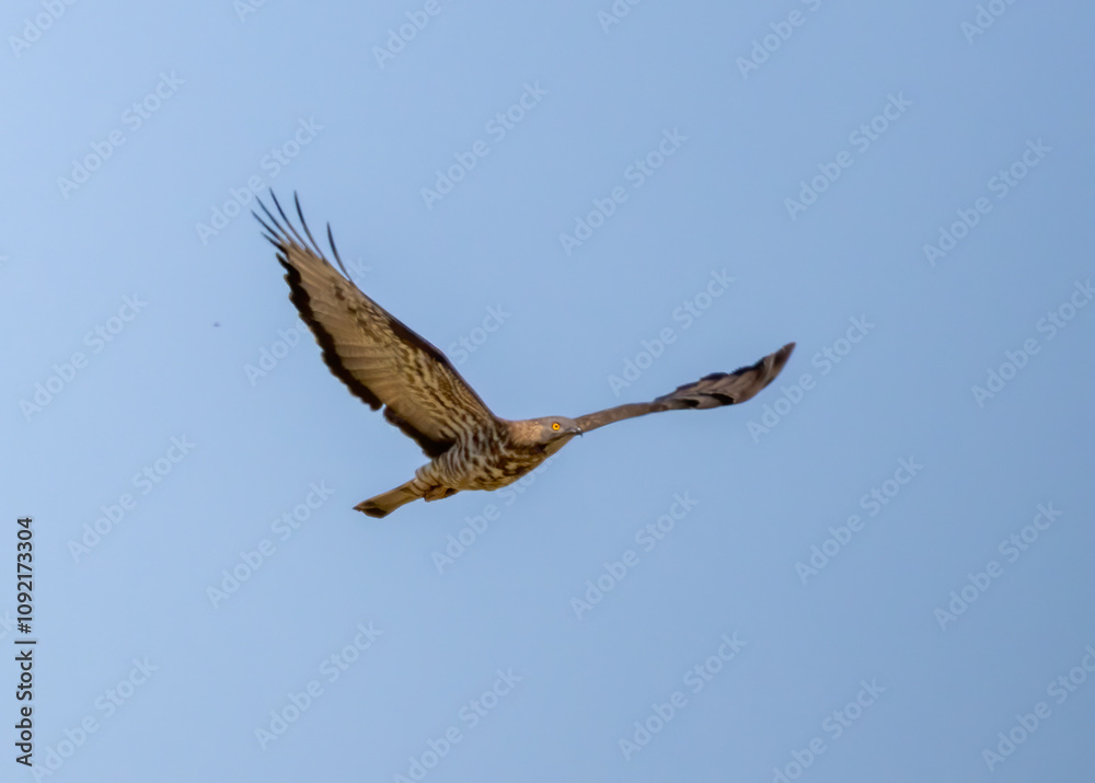 Obraz premium Honey-buzzard (Pernis apivorus) in natural habitat