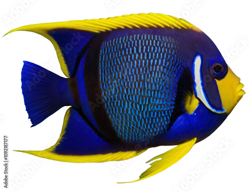 Beautiful Blueringed angelfish photo