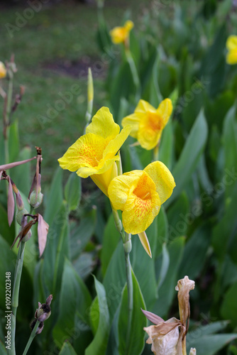 Blooming canna lily flower with green leaves photo