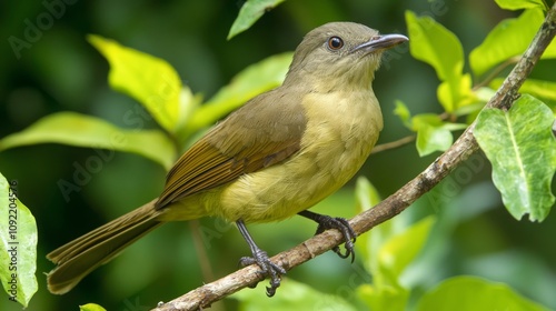 Liberian Greenbul Perched Among Green Leaves photo