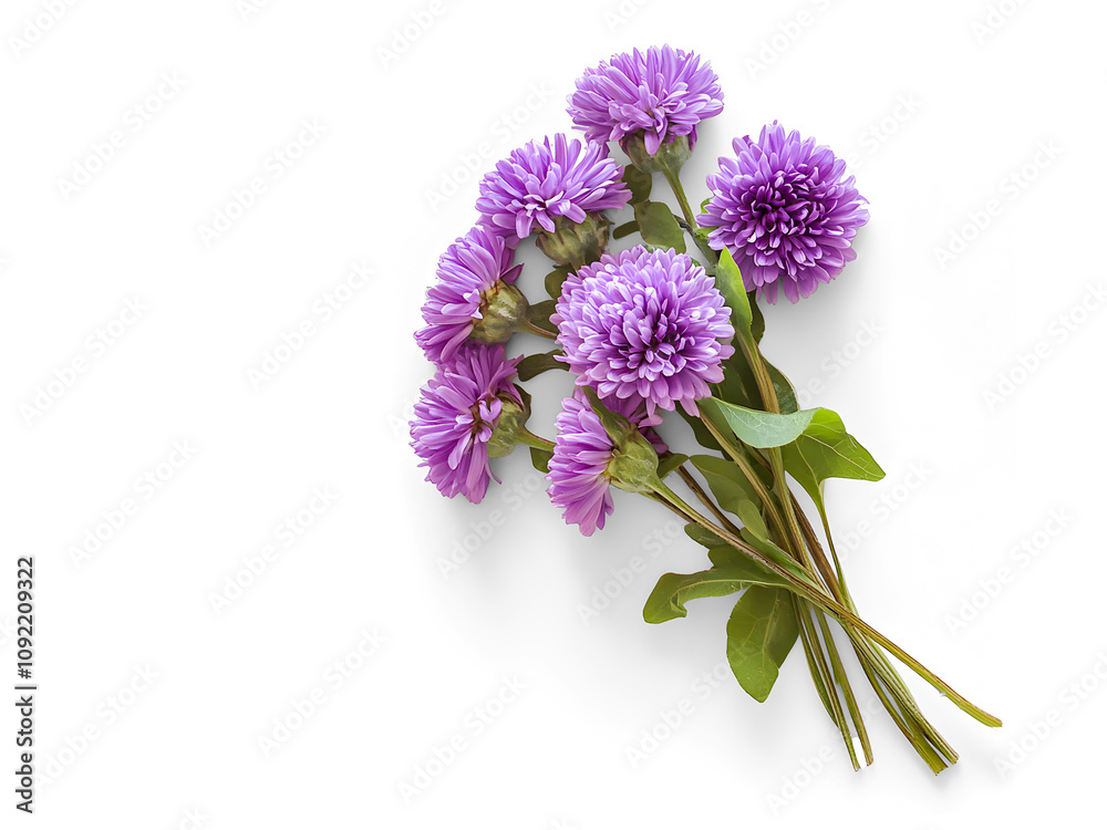 Top view bundle rurple aster flowers isolated Top view bundle rurple aster flowers isolated