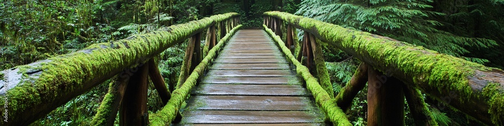 Obraz premium 2410_012.rustic timber bridge path, verdant temperate rainforest setting, moss-covered branches, rich forest greenery, peaceful woodland crossing, moist forest atmosphere, natural wood textures, deep