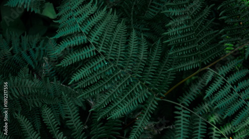 Perfect natural young fern leaves pattern background. Dark and moody feel. Top view. Copy space.