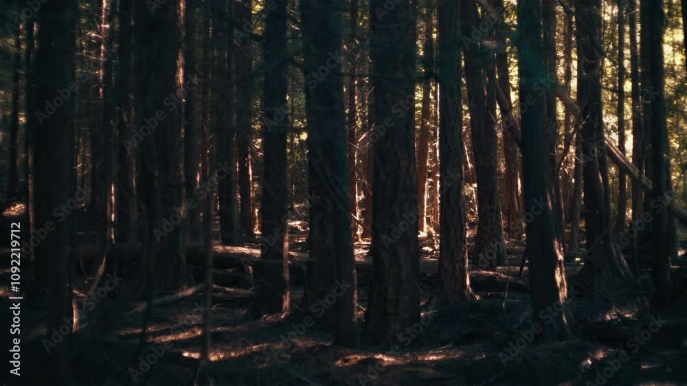 Sun coming through the trees in the dark pine forest. Slow motion.