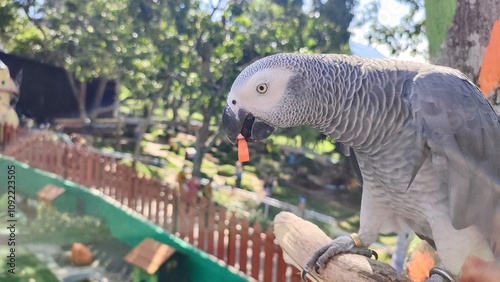 An African gray parrot (Psittacus erithacus) pearch on a fence at a zoo photo