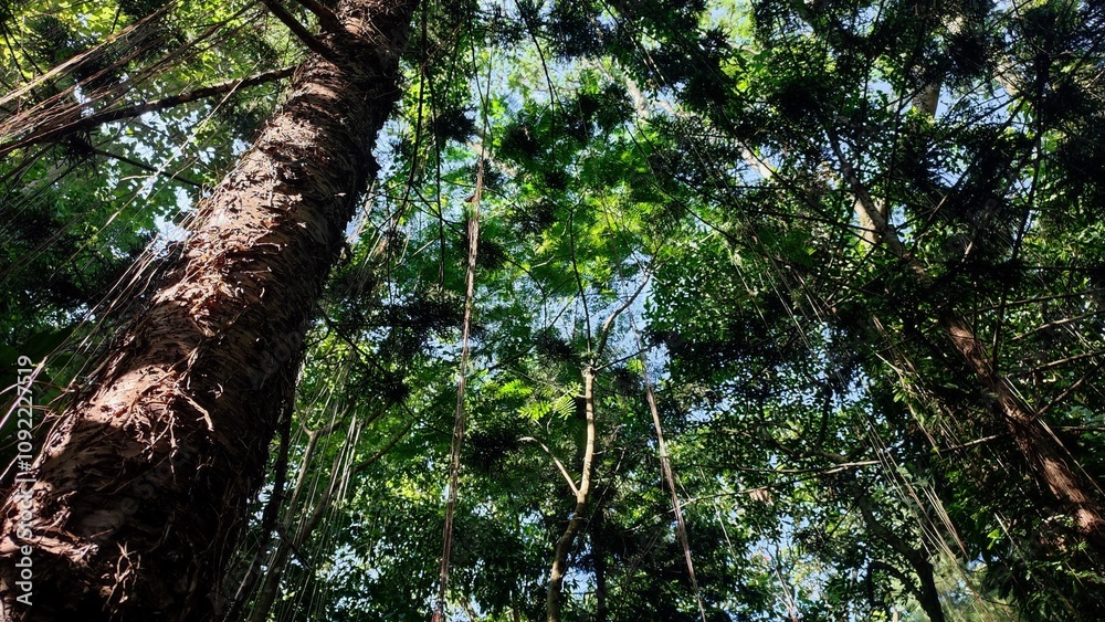 Fototapeta premium Low angle view of tree trunk with forest background. Empty blank copy text space.