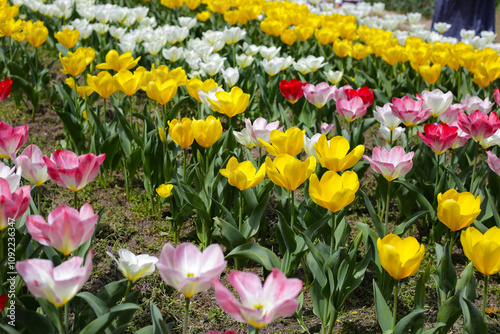 Tulip flower garden. The Expo 70 Commemorative Park, Osaka, Japan photo