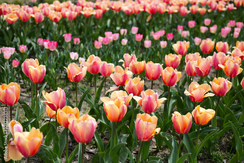 Tulip flower garden. The Expo 70 Commemorative Park, Osaka, Japan photo