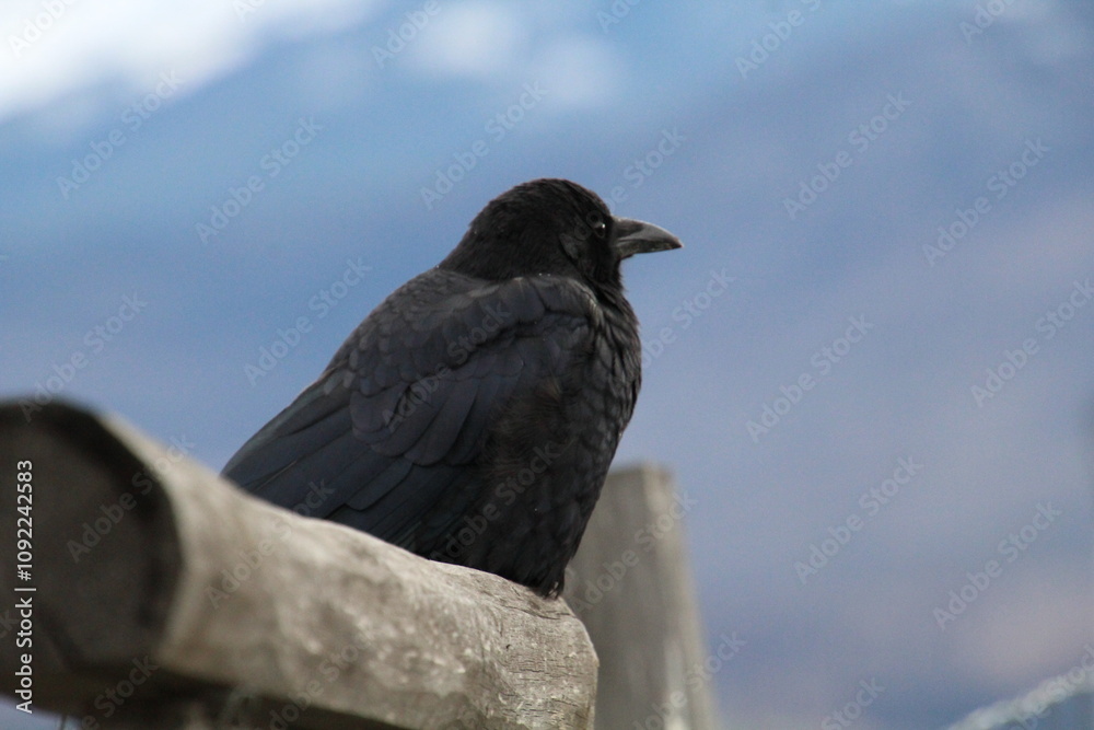 Fototapeta premium Crow On The Fence, Jasper National Park, Alberta