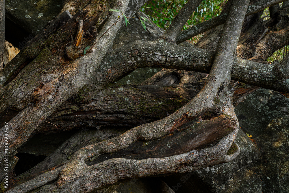 Fototapeta premium Tree branches growing amongst the rocks at Domboshawa, Zimbabwe