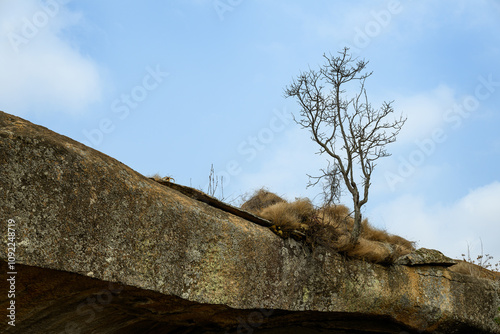 A tree growing on the edge of a rock ledge, Domboshawa, Zimbabwe photo