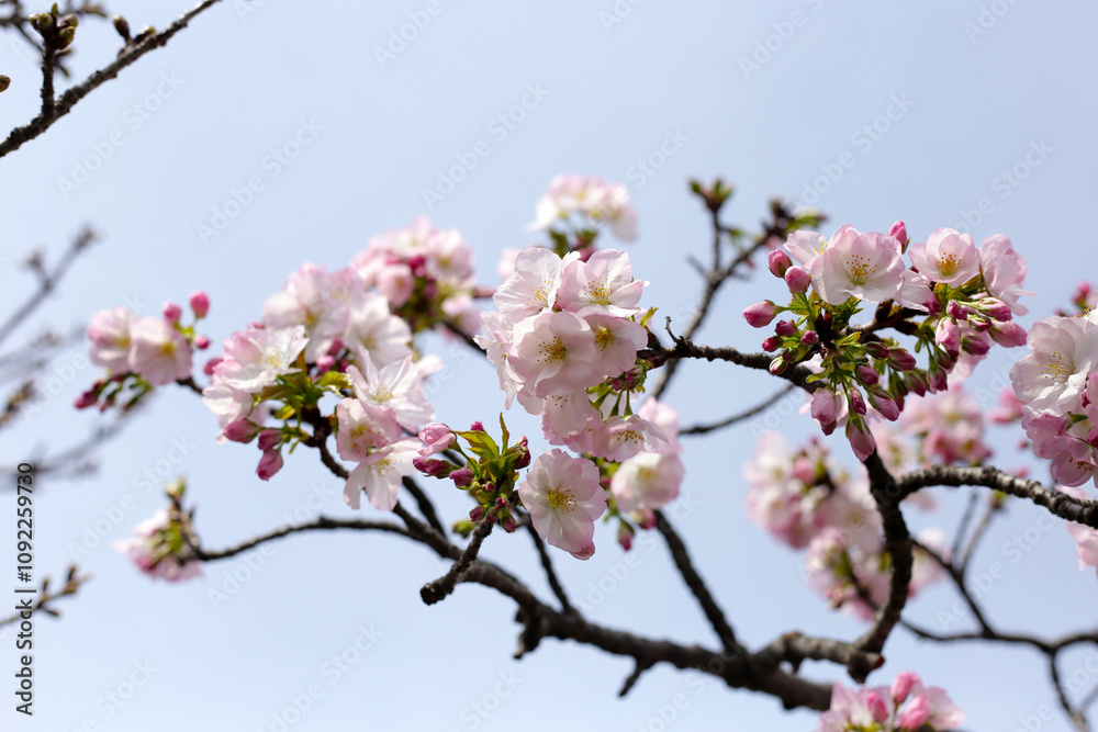 Branches of sakura flowers, cherry blossom Branches of sakura flowers, cherry blossom