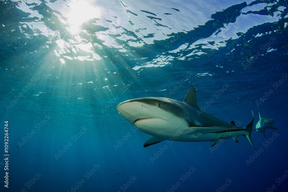 Obraz premium Caribbean Reef Shark with the sunlight in it´s back