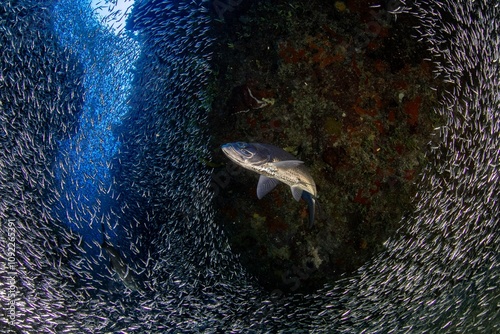 Tarpon hunting silversides in a coral canyon photo