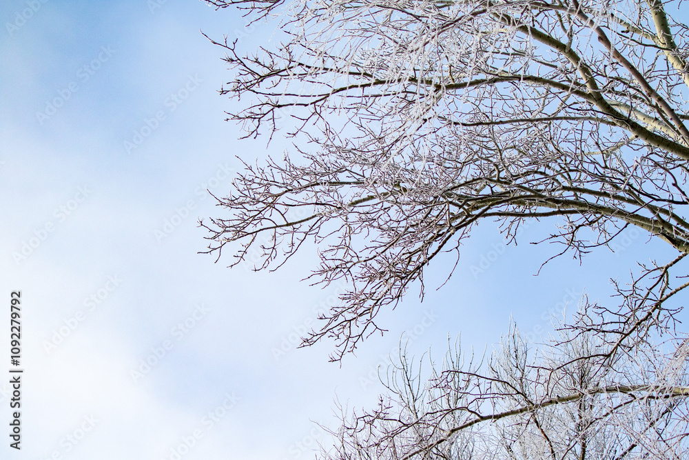 Tree branches covered with white frost against a blue sky. Tree branches covered with white frost against a blue sky.