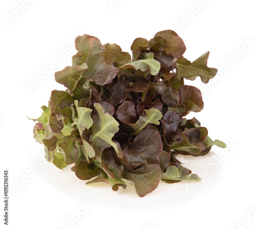 Red lettuce on a white background.