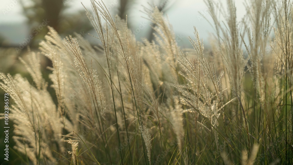 Obraz premium Golden grass in sunlit field
