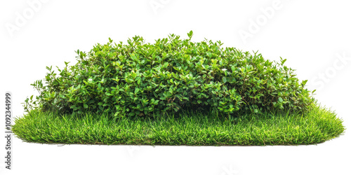 Lush Green Bush and Grass: A Vibrant Nature Scene