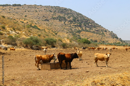Foto A cow is an even-toed ungulate, a type of cattle.