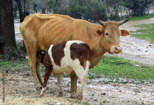 A cow is an even-toed ungulate, a type of cattle.